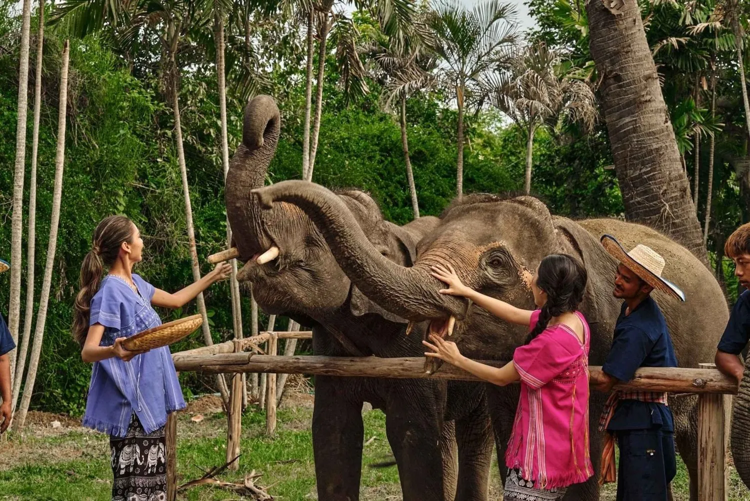 Bangkok: Ethical Elephant Sanctuary Visit with Buffet Lunch