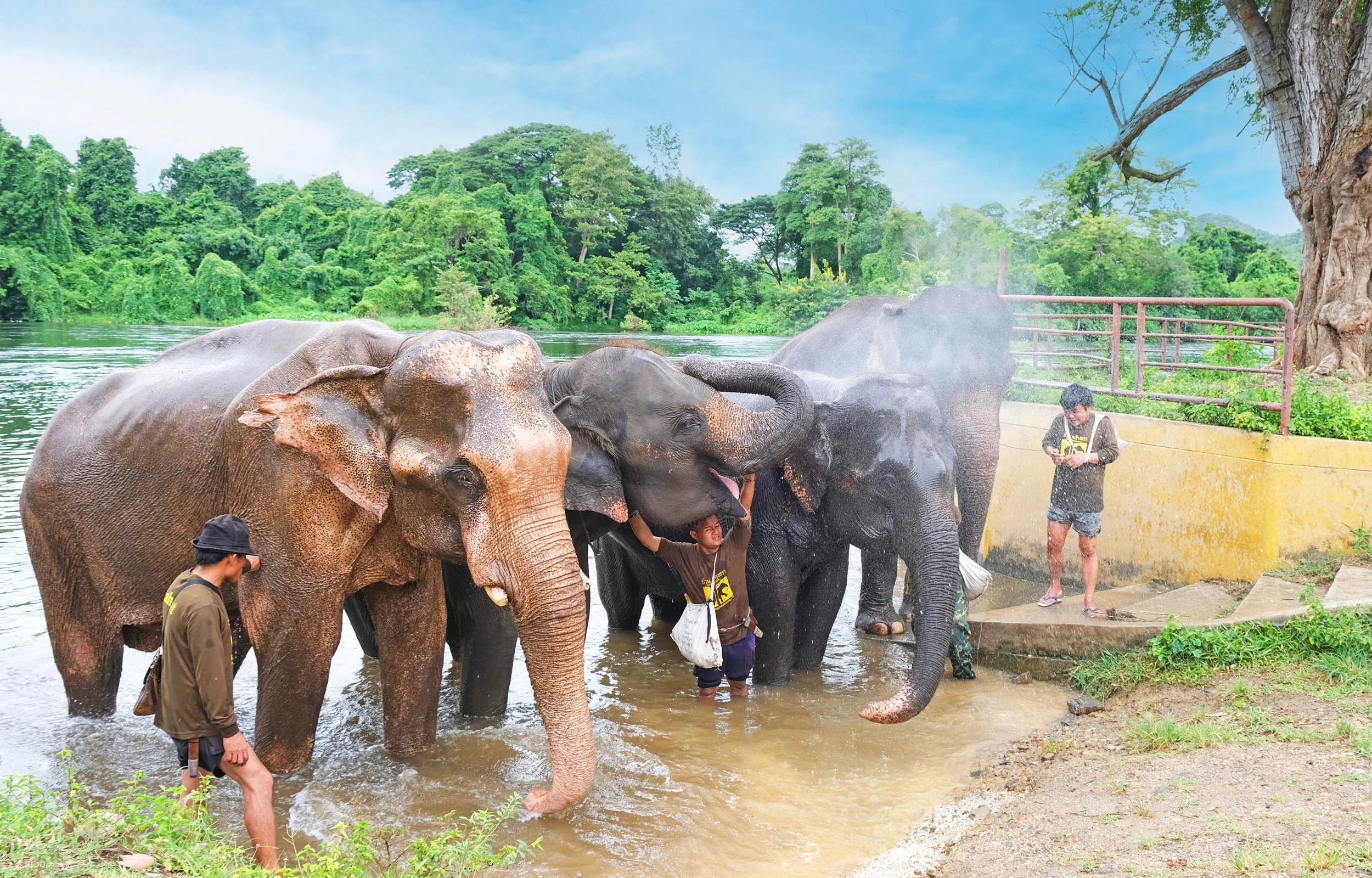 Bangkok Tours - Bangkok: Ethical Elephant Sanctuary Visit with Buffet Lunch - Image 6