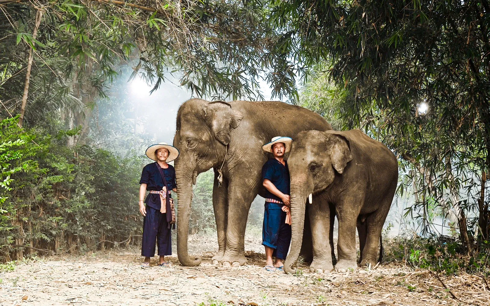 Bangkok Tours - Bangkok: Ethical Elephant Sanctuary Visit with Buffet Lunch - Image 5
