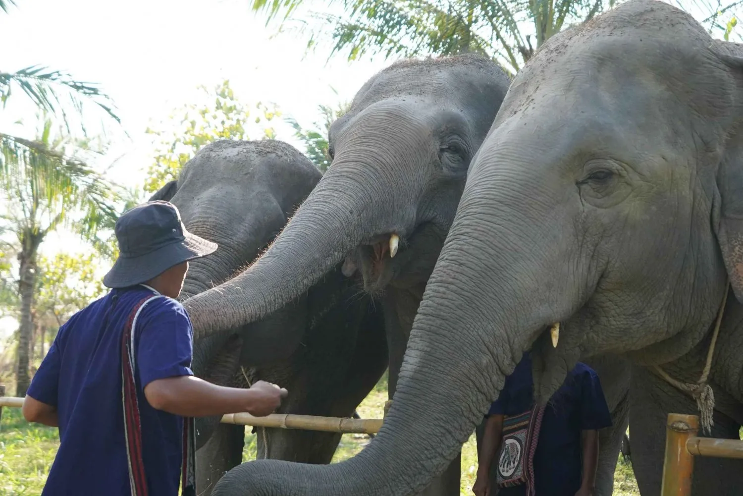 Pattaya City Tours - Pattaya: Ethical Elephant Sanctuary Day Experience w/ Lunch - Image 9