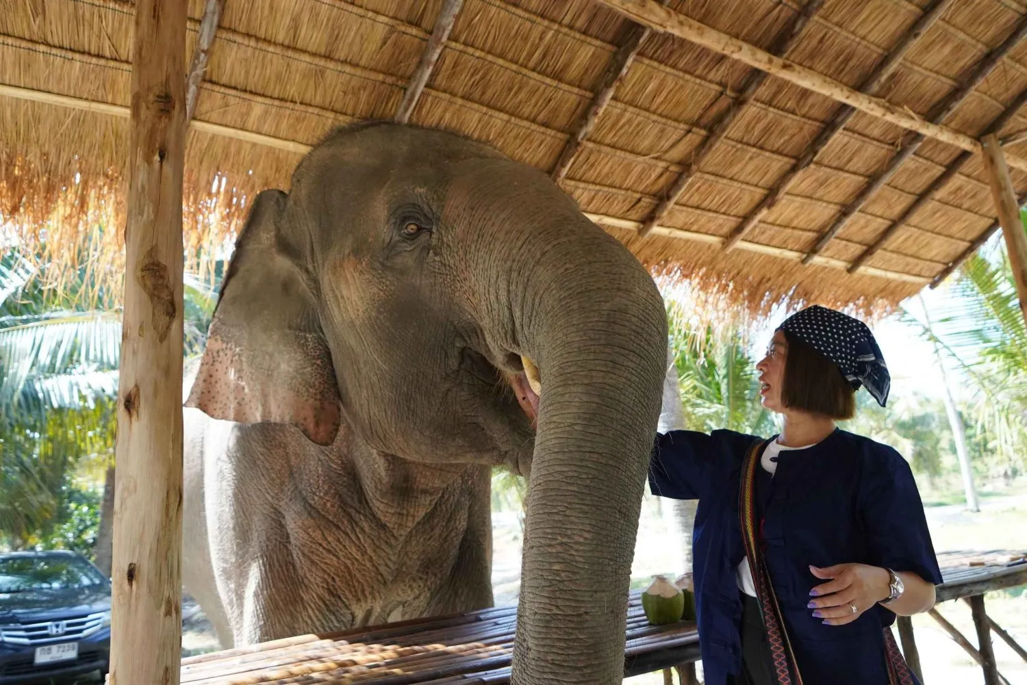 Chiang Mai Tours - Chiang Mai: Elephant Sanctuary, Waterfall & Rafting - Image 9