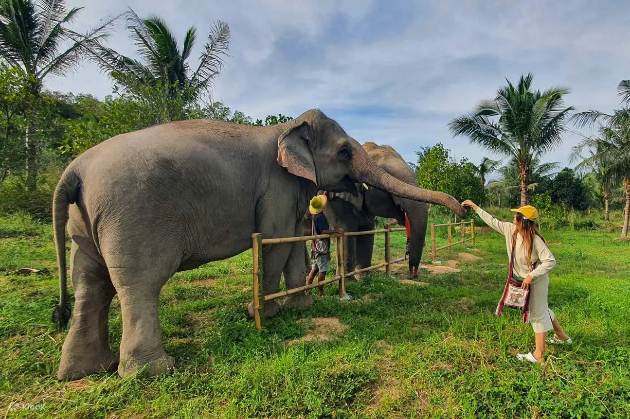 Chiang Mai: Elephant Sanctuary, Waterfall & Rafting