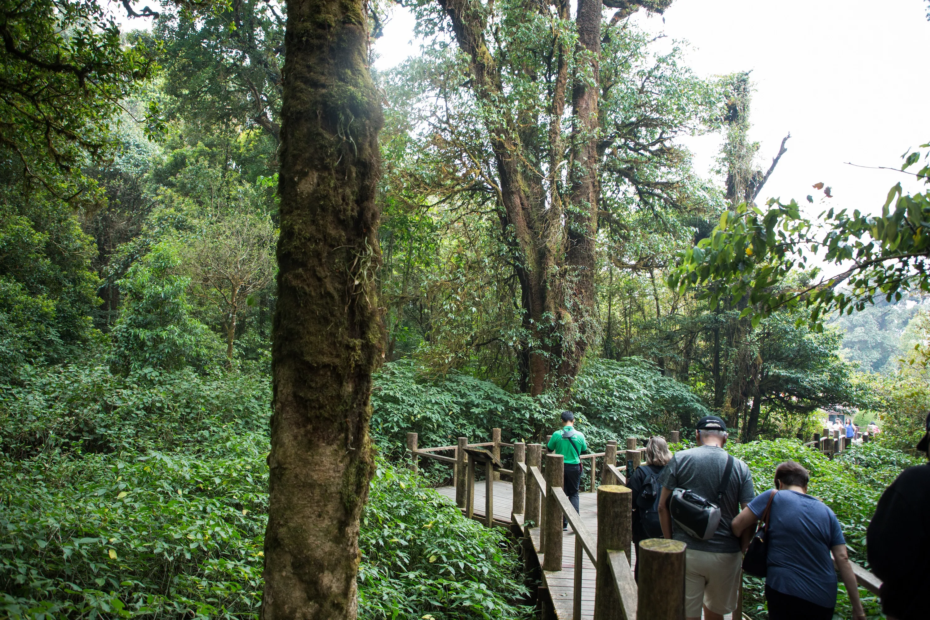 Chiang Mai Tours - Chiang Mai: Eco-Friendly Doi Inthanon National Park Tour - Image 9