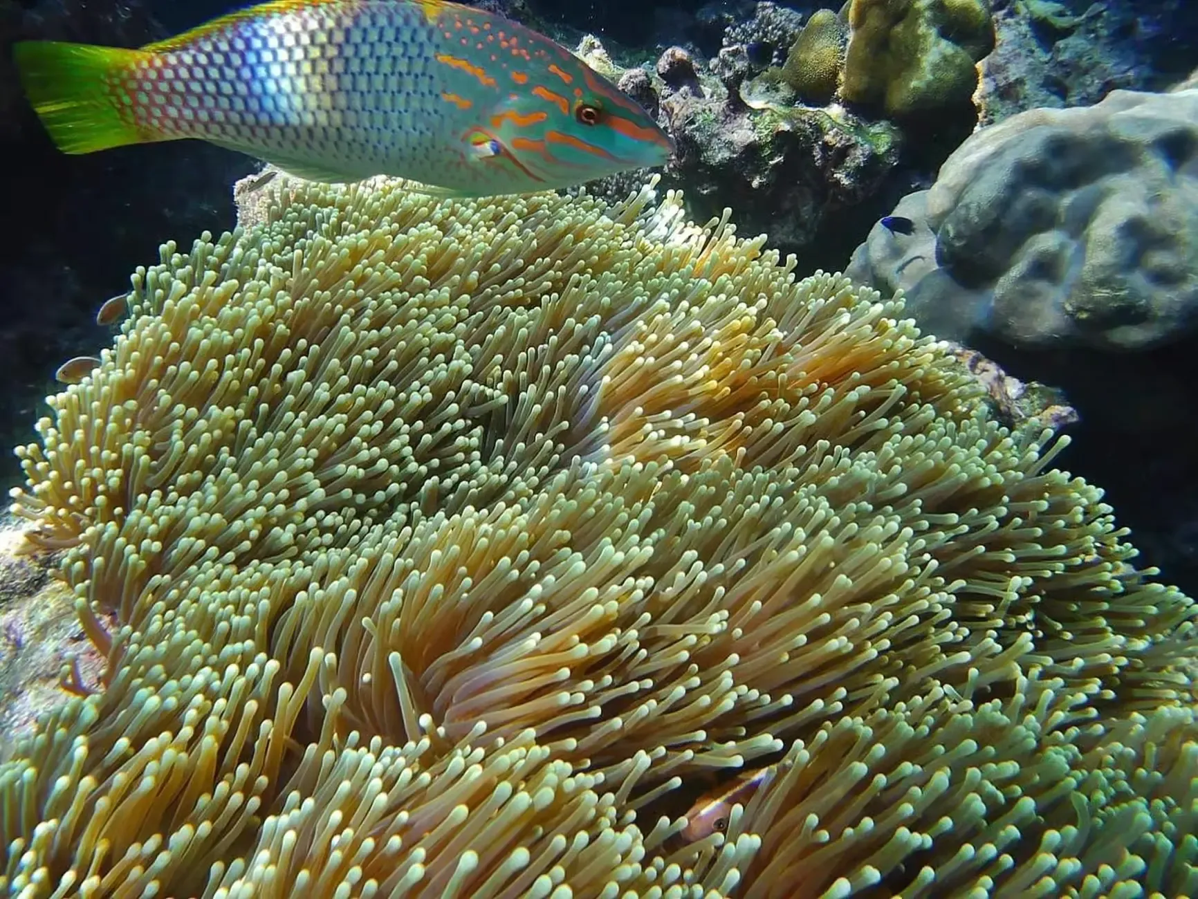 Krabi Tours - From Krabi: Phi Phi Sunrise & 4 Islands Speedboat Adventure - Image 14