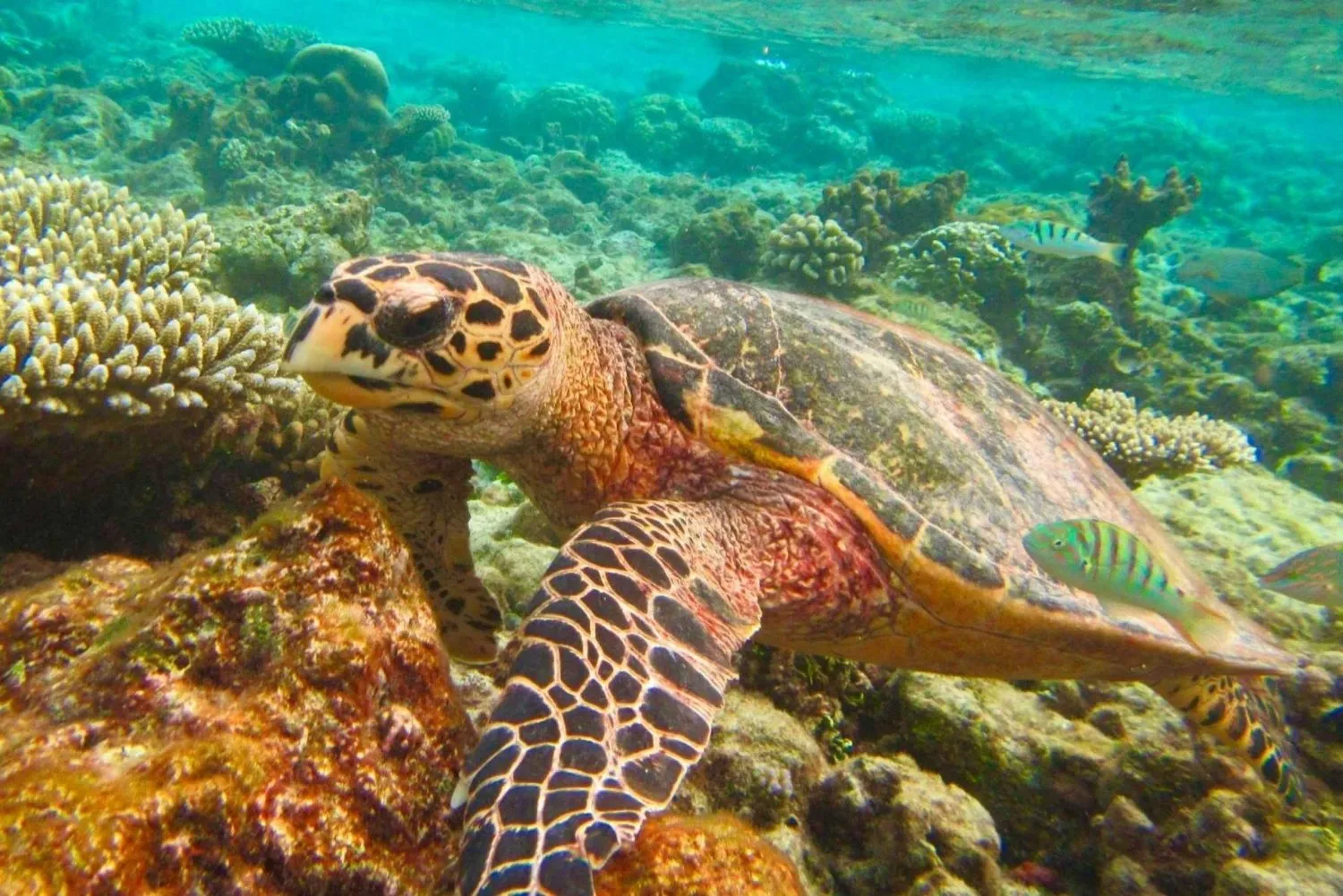 Phuket Tours - Phuket/Khaolak: Similan Islands Early Access Tour - Image 7