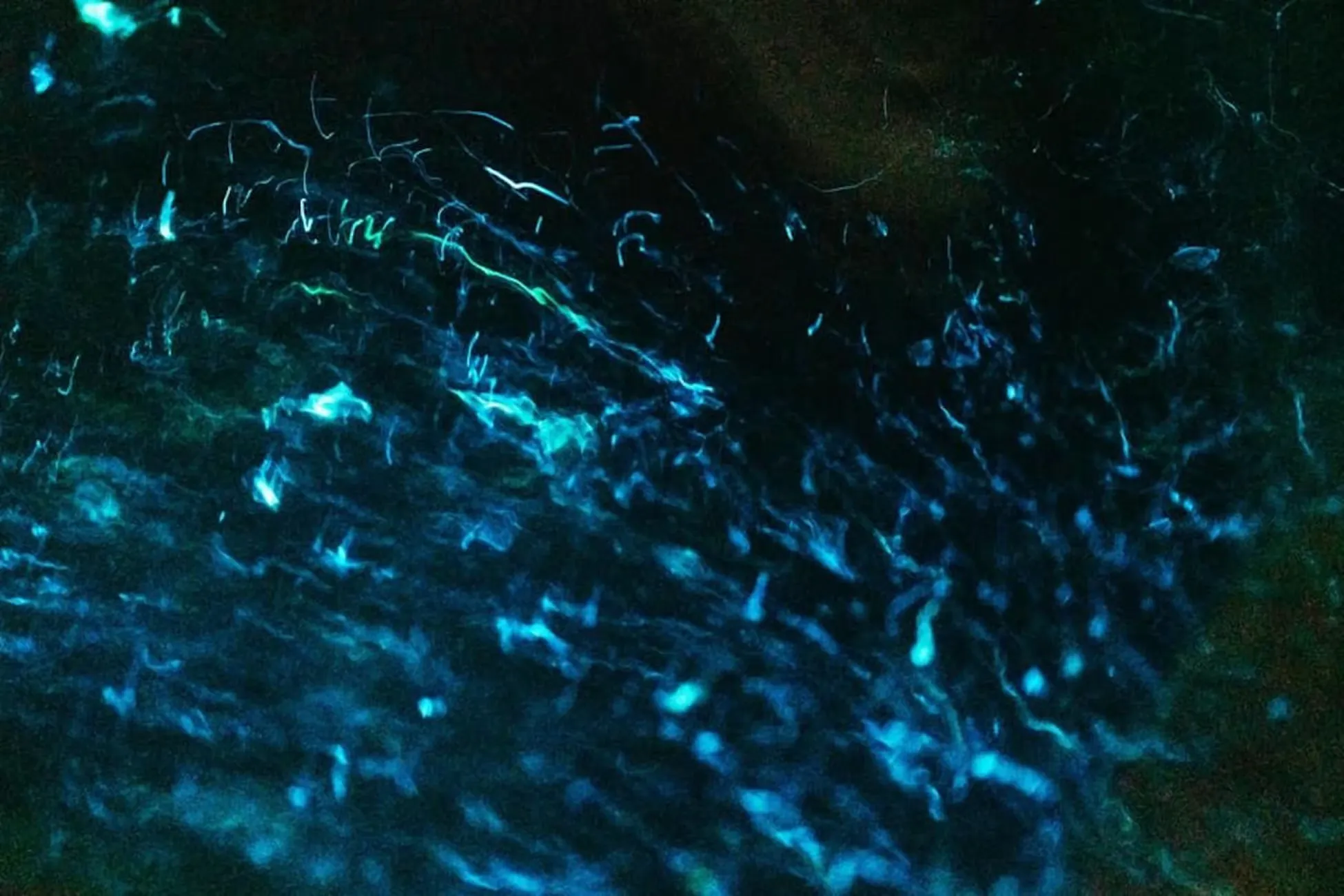 Khao Lak Tours - Khao Lak: Twilight Canoe Journey with Glowing Plankton - Image 11