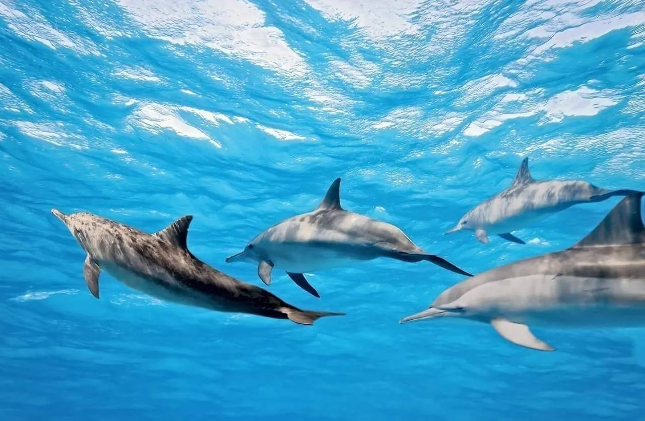 Hurghada Tours - Hurghada: Hula Hula Speedboat w/ Optional Snorkeling & Lunch - Image 6