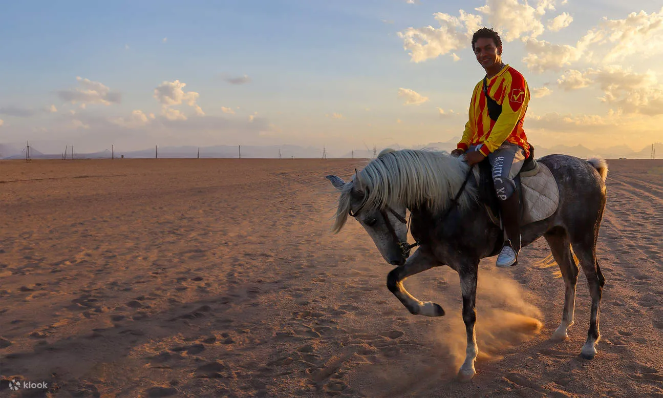 Hurghada Tours - Hurghada: Horse Ride, Sea, Desert, Stargazing, Dinner Show - Image 7