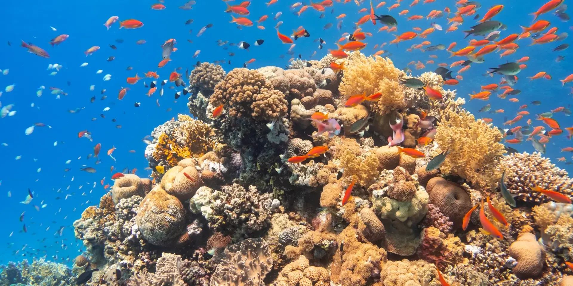 Hurghada Tours - Hurghada: Beginner Scuba Diving Tour with Two Dives & Lunch - Image 2