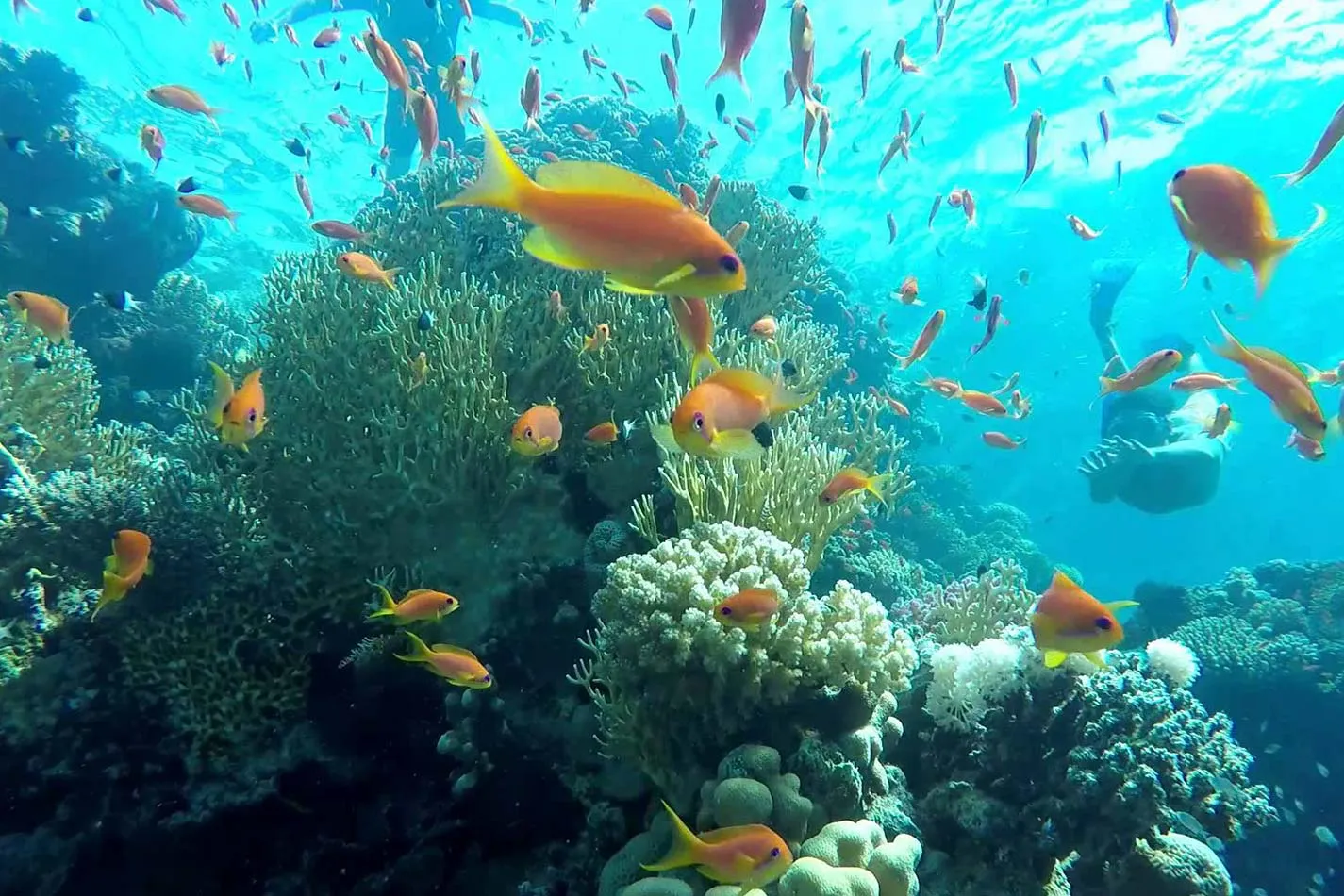 Sharm el-Sheikh Tours - From Sharm: Ras Mohammed Half-Day Bus Tour & Allah’s Gate - Image 7