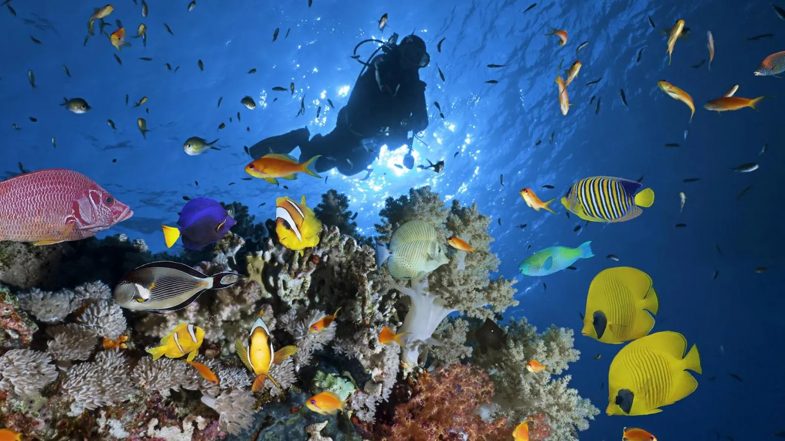 Sharm el-Sheikh Tours - Sharm El Sheikh: Red Sea Diving & Snorkeling Adventures - Image 3